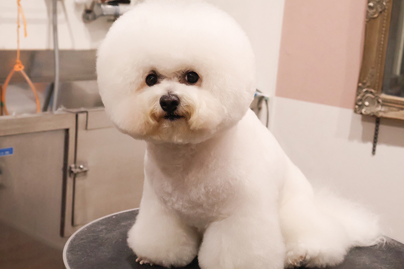 ビションフリーゼなど、小型犬・中型犬をトリミング