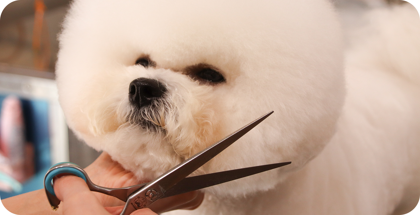 Dog salon Salt