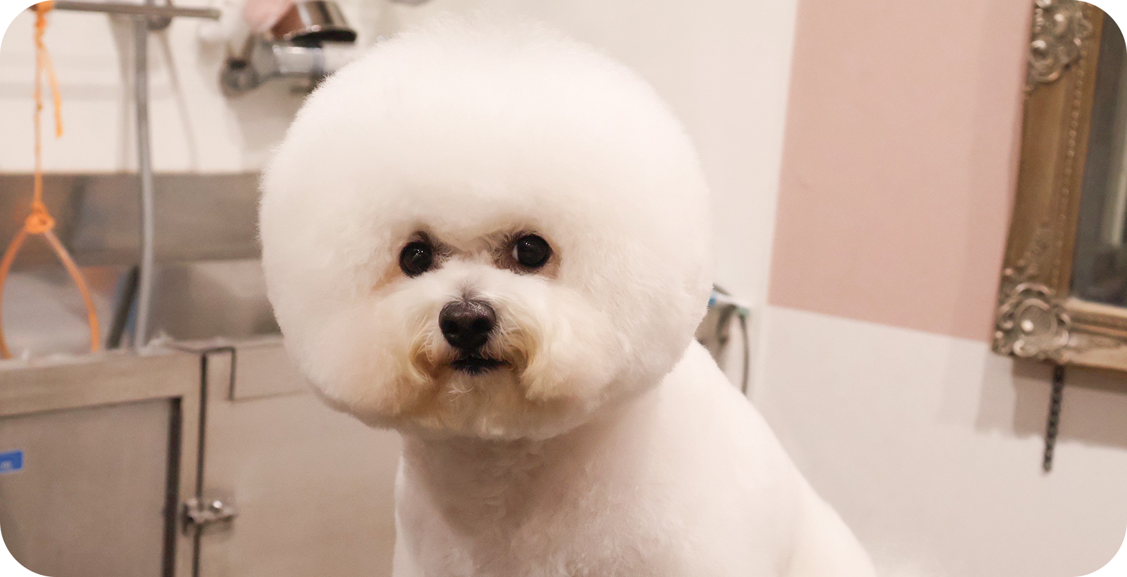 Dog salon Salt
