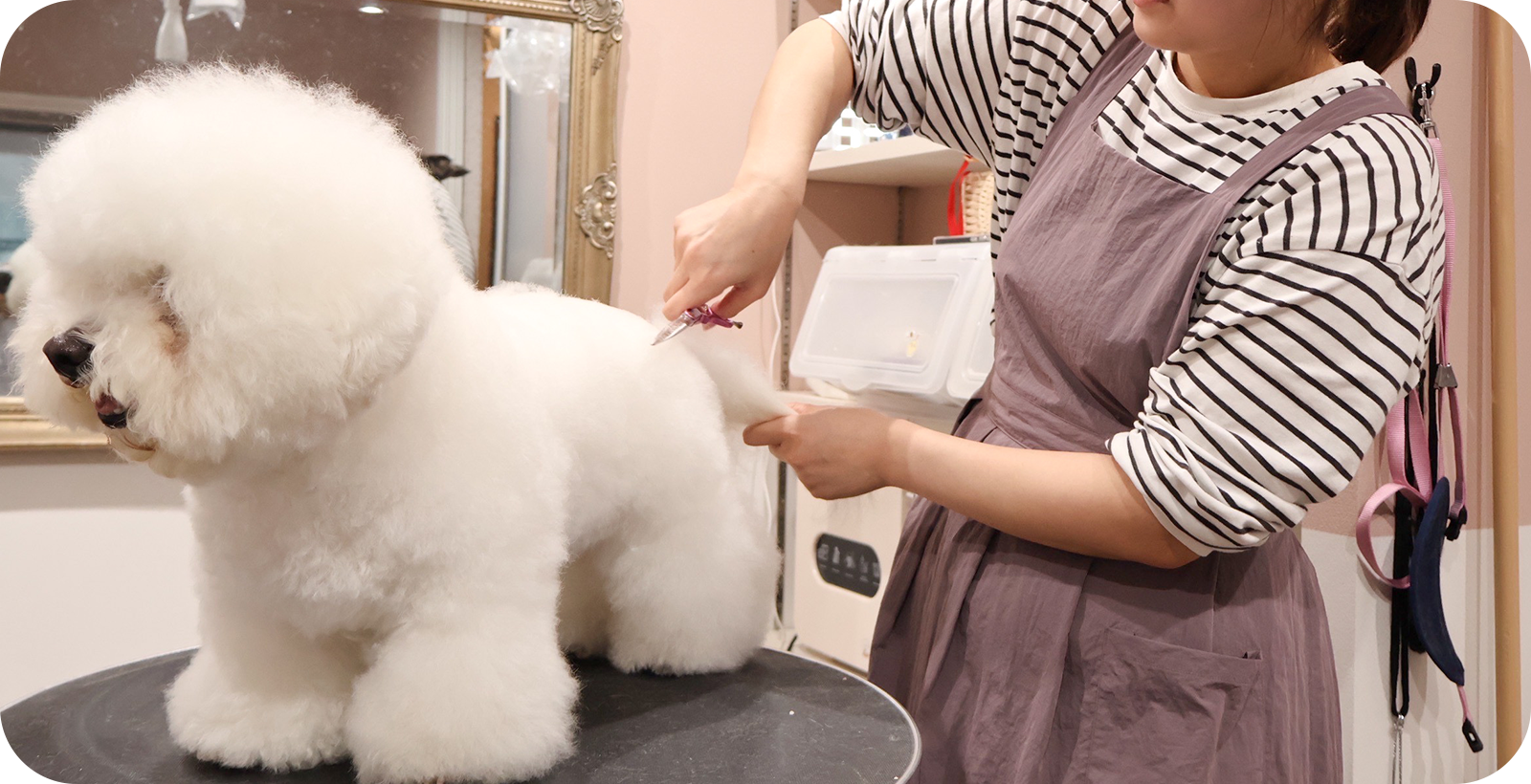 Dog salon Salt