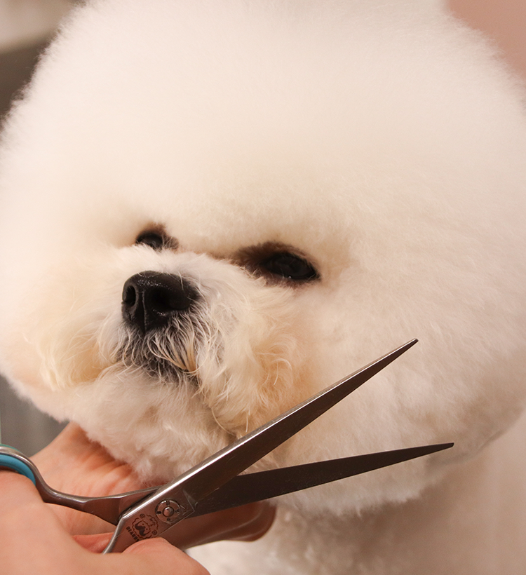 Dog salon Salt