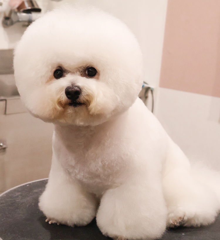 Dog salon Salt