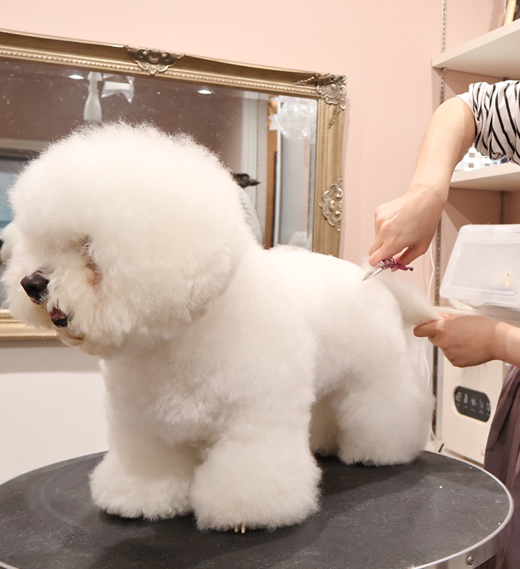 Dog salon Salt